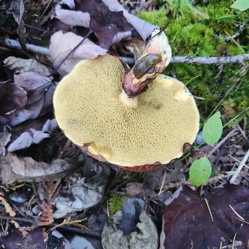 Suillus spectabilis