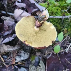 Suillus spectabilis thumbnail 1
