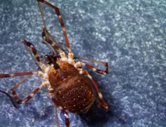 Ceratolasma tricantha thumbnail 3