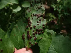 Puccinia linkii thumbnail 4