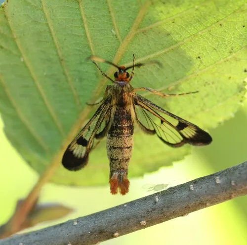 Carmenta corni