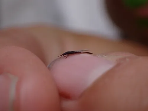 Aneurus simplex