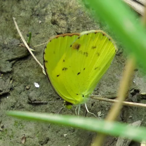 Little Yellow