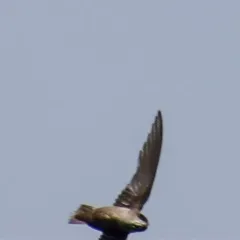 Vaux's Swift thumbnail 2