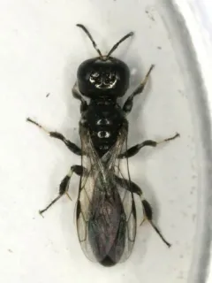 Crossocerus harringtonii thumbnail 3