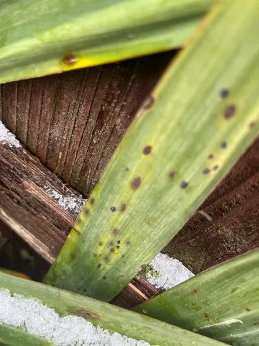 Yucca Leaf Spot