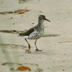 Spotted Sandpiper thumbnail 3