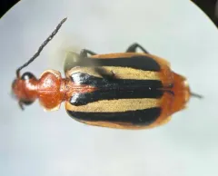 Lebia vittata thumbnail 2