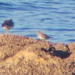 Rock Sandpiper thumbnail 4