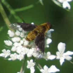 Chrysanthrax cypris thumbnail 2