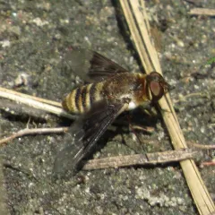 Paravilla separata thumbnail 1