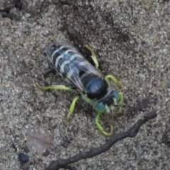 American Sand Wasp thumbnail 2