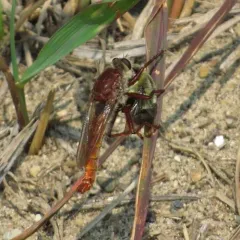 Western Red-tailed Marauder thumbnail 4