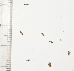 Canadian water-nymph thumbnail 3