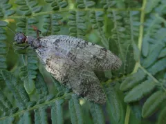 Orohermes crepusculus thumbnail 1