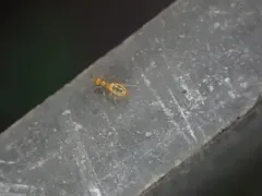 Little Yellow Ant thumbnail 3