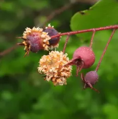 quince rust thumbnail 4