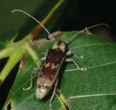 Hickory Saperda thumbnail 4