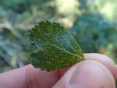 birch rust thumbnail 3