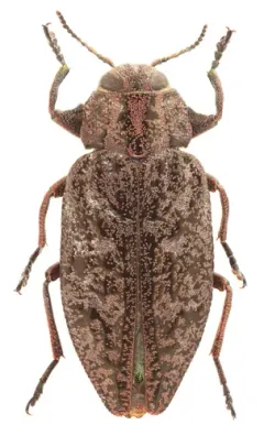 Chrysobothris verdigripennis thumbnail 3