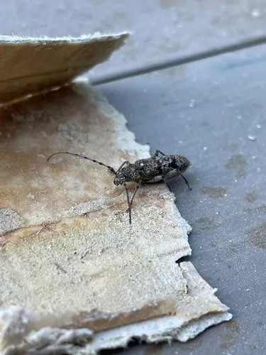 Brothylus conspersus