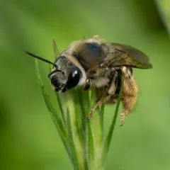 Hook-spurred Longhorn thumbnail 3