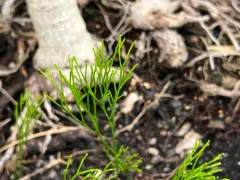 skeleton fork fern thumbnail 2