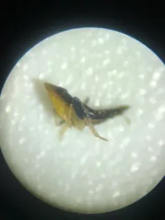 Yellow-faced Leafhopper thumbnail 2