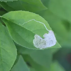 Liriomyza philadelphivora thumbnail 2