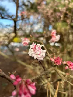 fragrant viburnum thumbnail 3