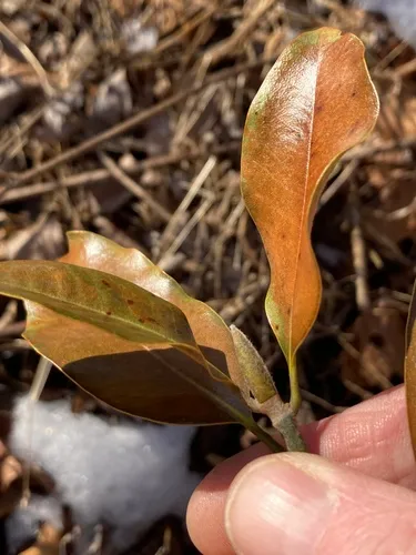 southern magnolia