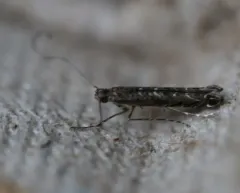 Finite-channeled Leafminer Moth thumbnail 3