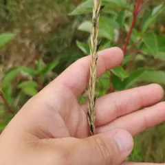 slender wheat grass thumbnail 1