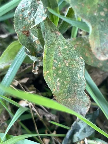 Uromyces viciae-fabae