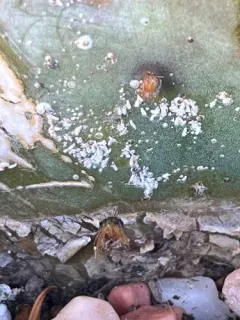 prickly pear scale thumbnail 1