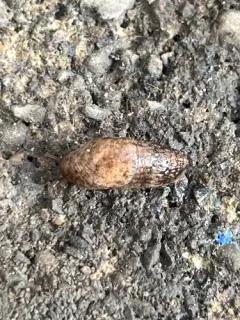 White Slug Mite thumbnail 2