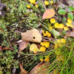 Butter Waxcap thumbnail 2