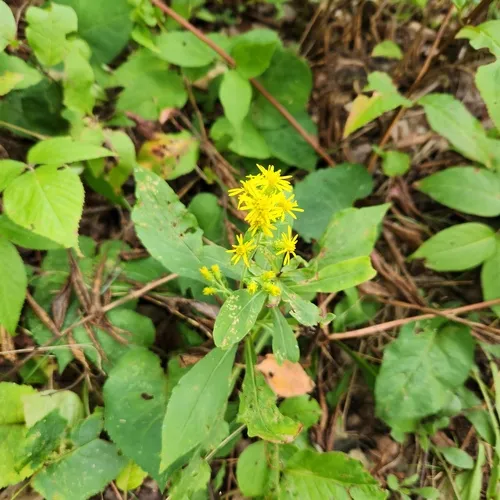 squarrose goldenrod