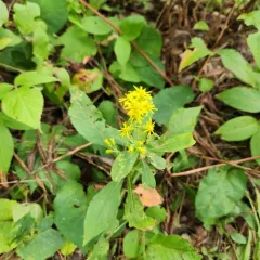 squarrose goldenrod thumbnail 1