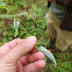 Erysiphe pulchra thumbnail 1