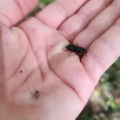 Pterostichus rostratus thumbnail 1