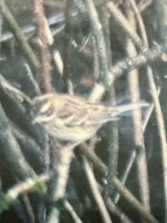 Rustic Bunting thumbnail 4