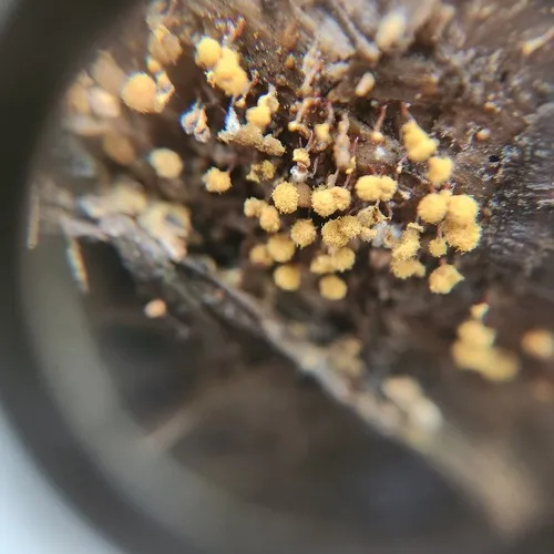 Push Pin Slime Mold