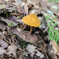 Pluteus flavofuligineus thumbnail 2