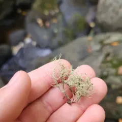 Boreal Beard Lichen thumbnail 1