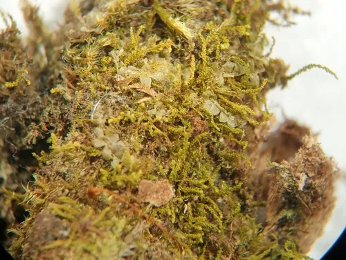 Tiny Cedar Moss