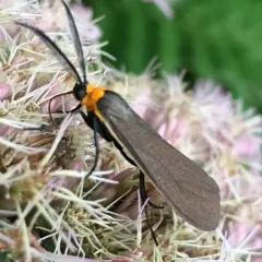 Yellow-collared Scape Moth thumbnail 2