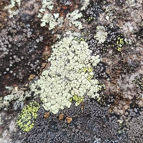 Opinicon Rock-posy Lichen