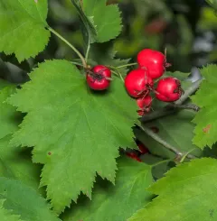 Big-fruit Hawthorn thumbnail 3
