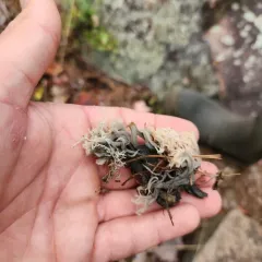 Helminthosphaeria clavariarum thumbnail 2
